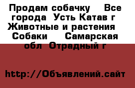 Продам собачку  - Все города, Усть-Катав г. Животные и растения » Собаки   . Самарская обл.,Отрадный г.